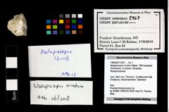 Foto (Objekt + Etikett) von Nodoprosopon ornatum (Meyer, 1842)  (NHMW-GEO-1990-0041-2967)